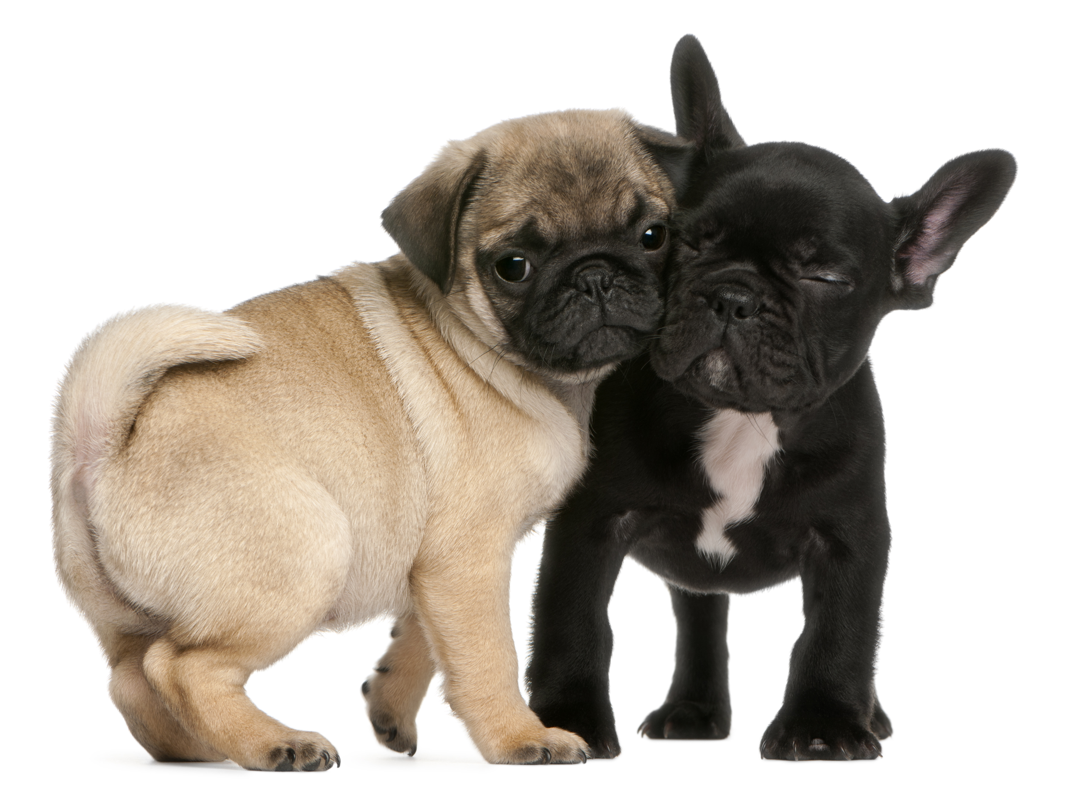 French bulldog best sale x pug puppies