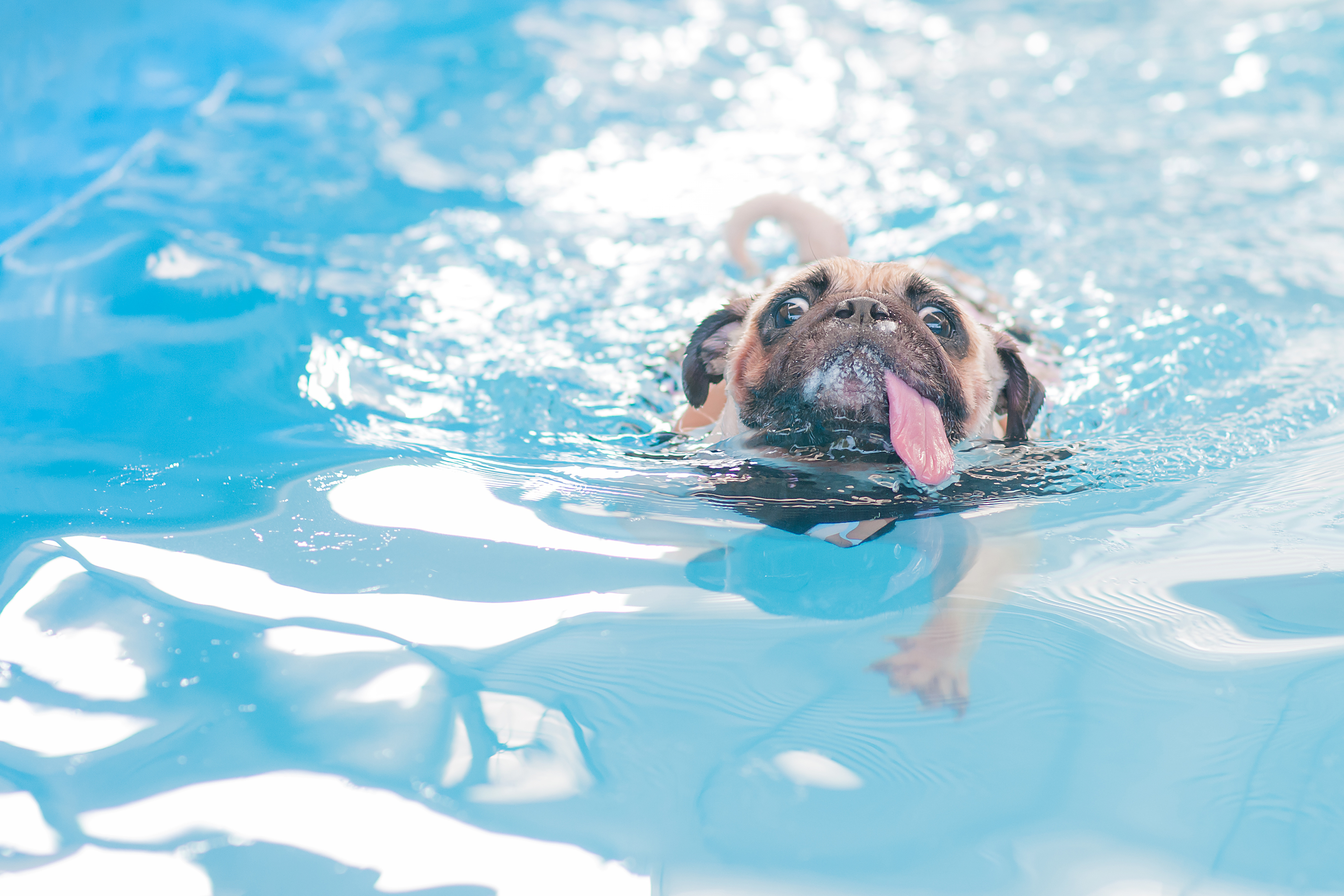 can a pug swim